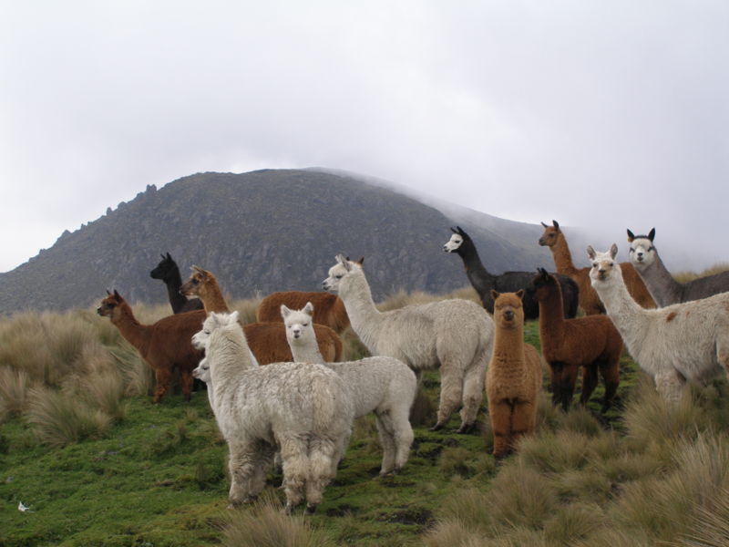 Por qué la lana de alpaca es tan especial? – Be ALPACA