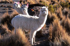 Todo sobre la lana de alpaca, consejos y curiosidades sobre la lana de  alpaca