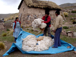 ALPACA Y ALGODÓN PERUANOS: ATRIBUTOS DE LA FIBRA DE ALPACA Y COMO CUIDAR  NUESTRAS PRENDAS HECHAS EN ALPACA